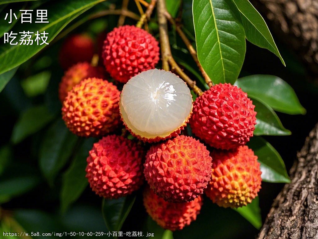 小百里吃荔枝搞笑图片