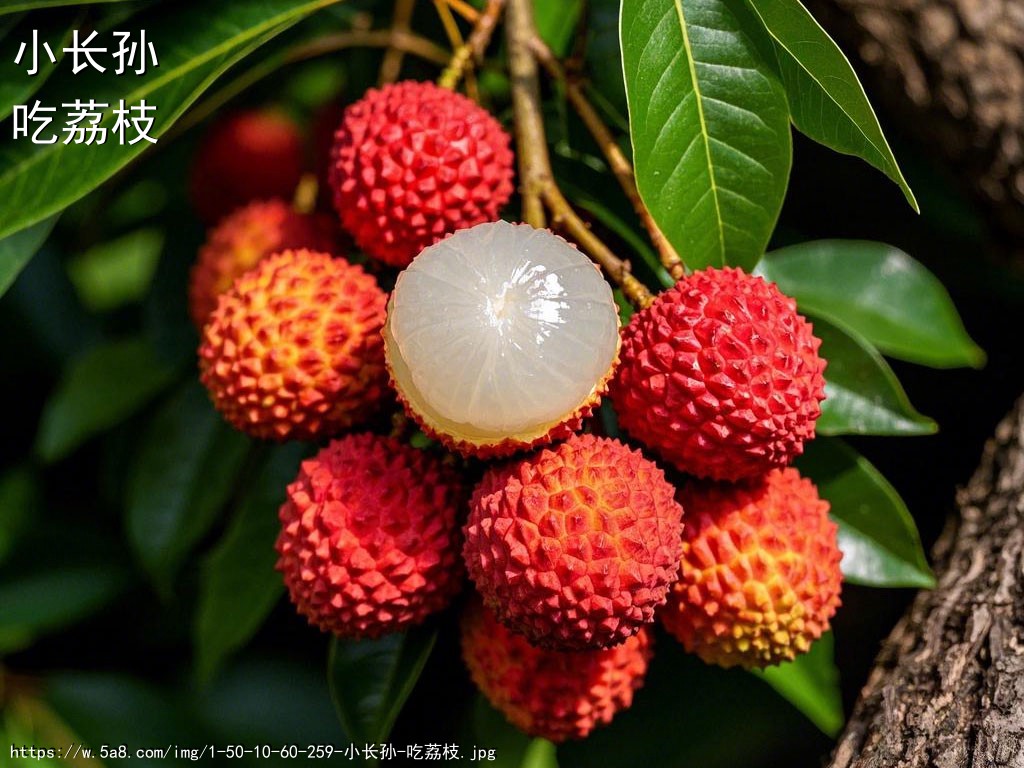 小长孙吃荔枝搞笑图片