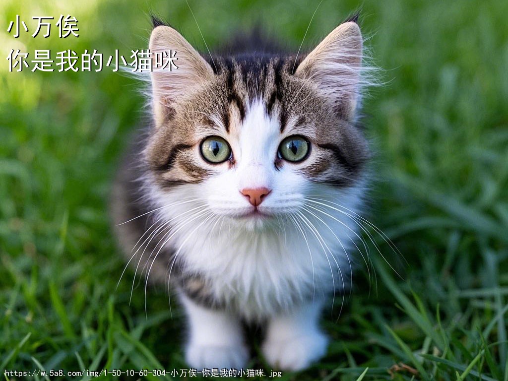 小万俟你是我的小猫咪搞笑图片