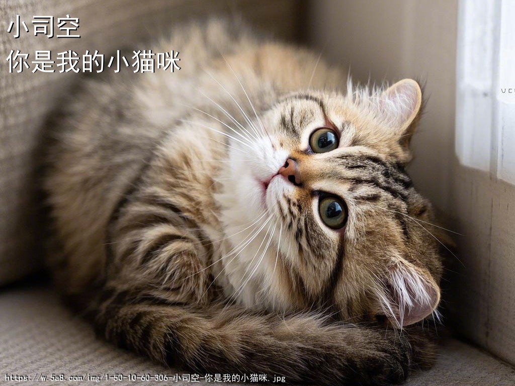 小司空你是我的小猫咪搞笑图片