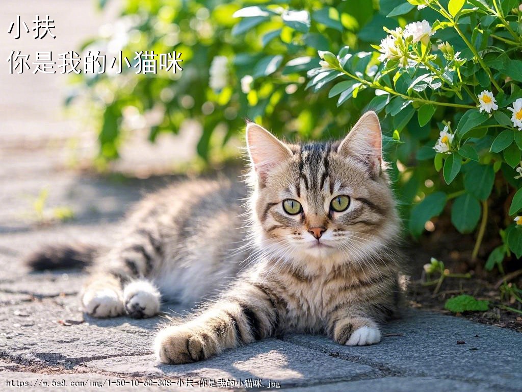 小扶你是我的小猫咪搞笑图片