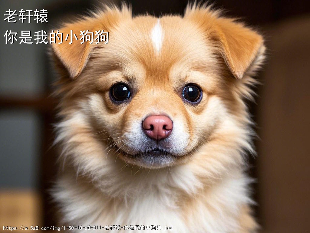 老轩辕你是我的小狗狗搞笑图片