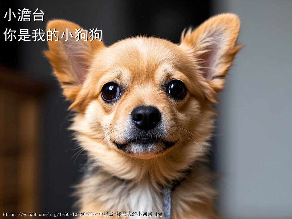 小澹台你是我的小狗狗搞笑图片