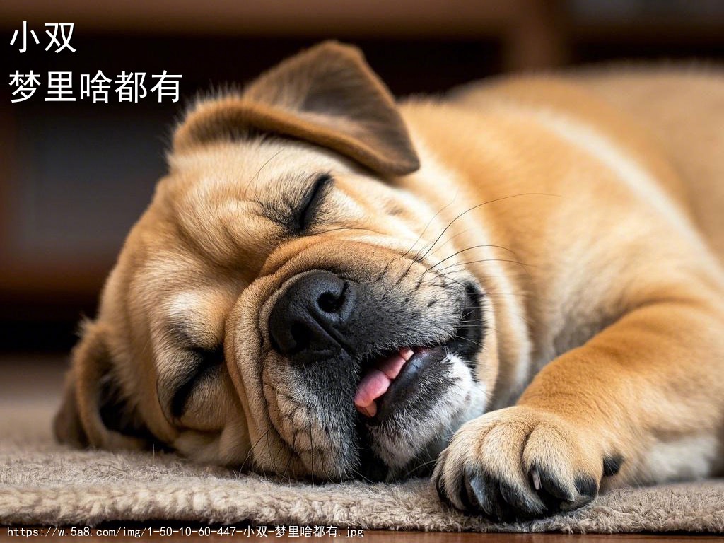 小双梦里啥都有搞笑图片