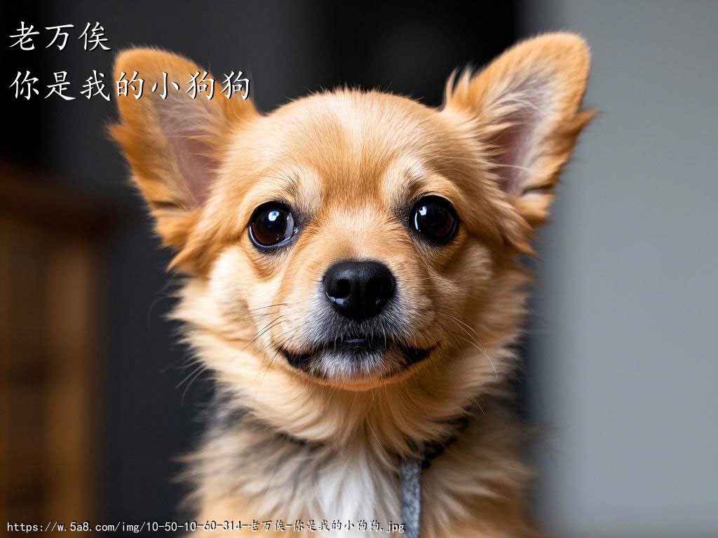 老万俟你是我的小狗狗搞笑图片
