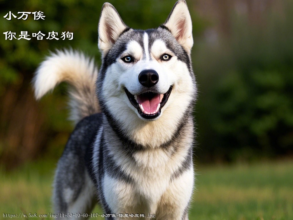 小万俟你是哈皮狗搞笑图片