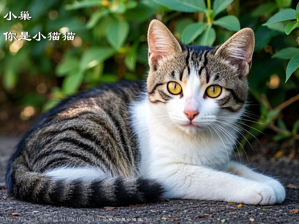 小巢你是小猫猫搞笑图片