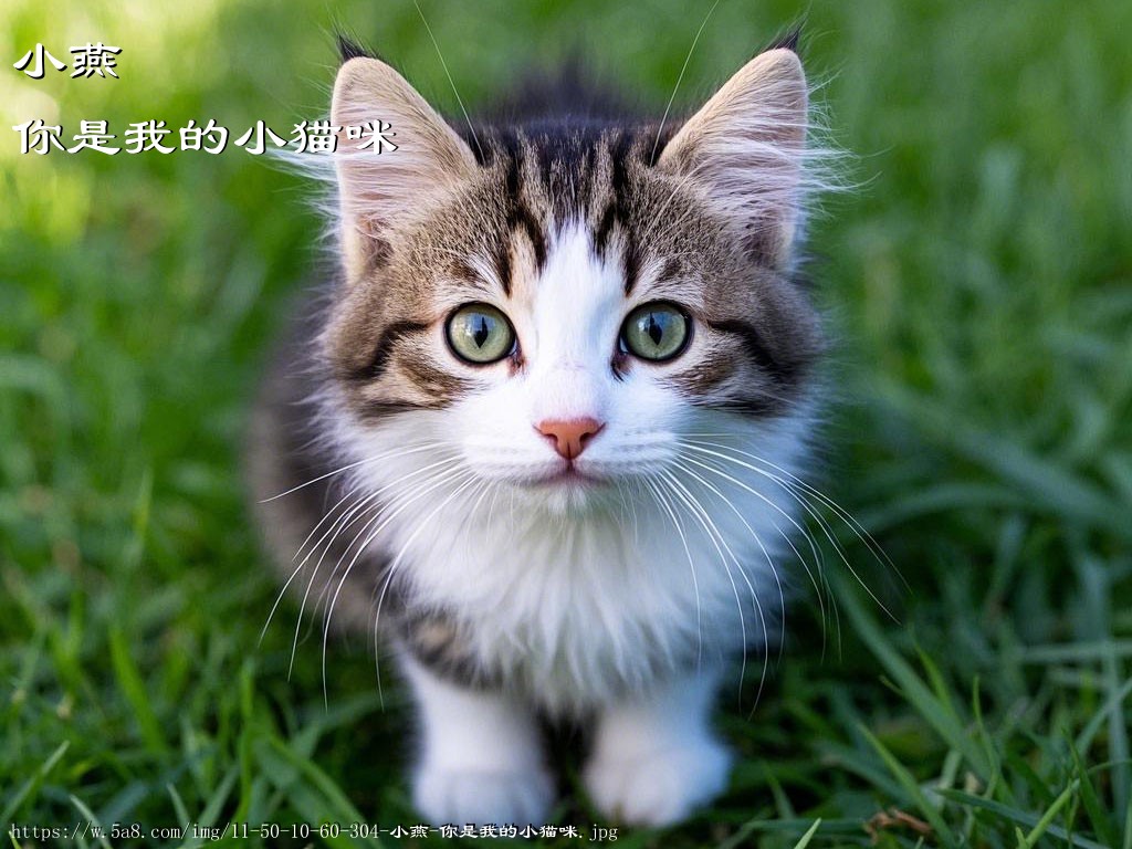 小燕你是我的小猫咪搞笑图片