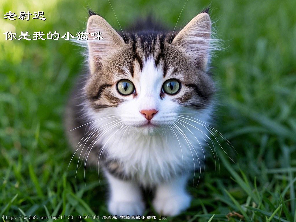 老尉迟你是我的小猫咪搞笑图片