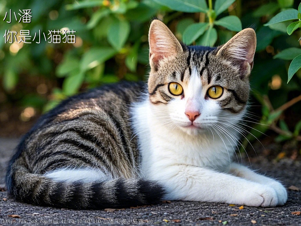 小潘你是小猫猫搞笑图片