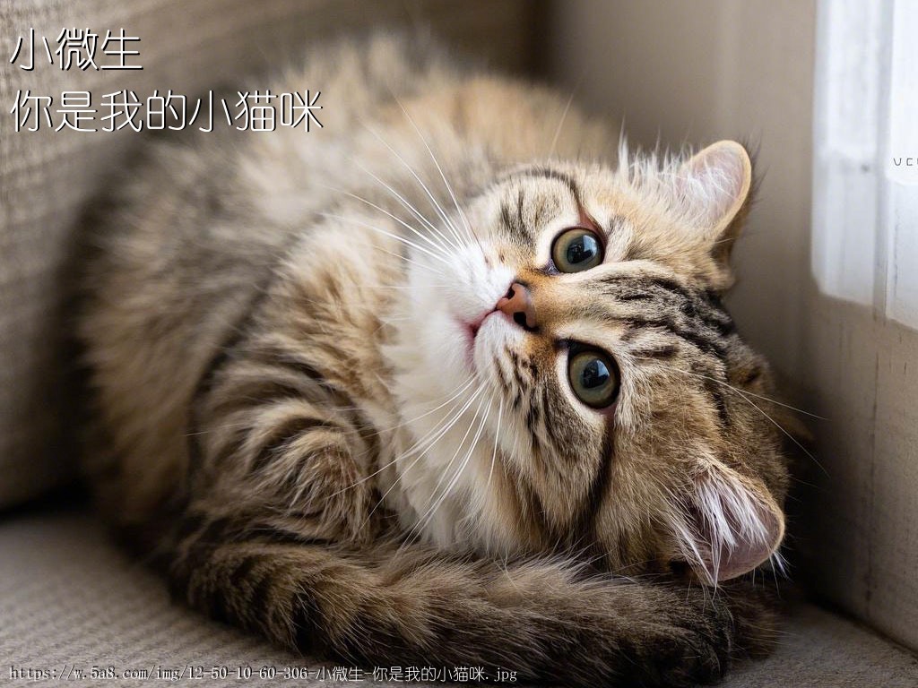 小微生你是我的小猫咪搞笑图片