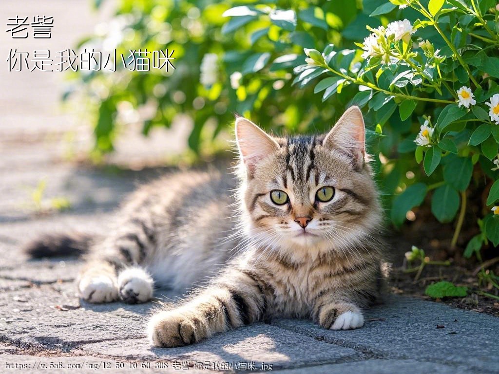 老訾你是我的小猫咪搞笑图片