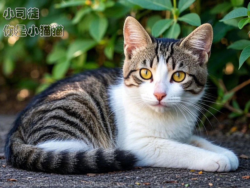 小司徒你是小猫猫搞笑图片