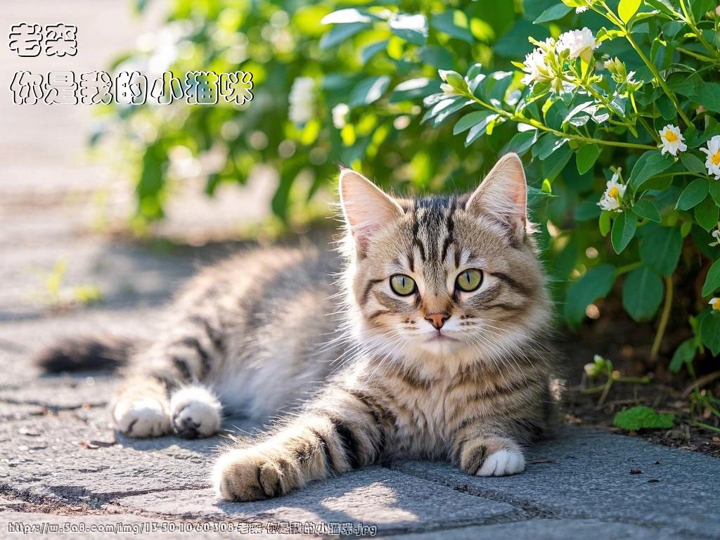 老栾你是我的小猫咪搞笑图片