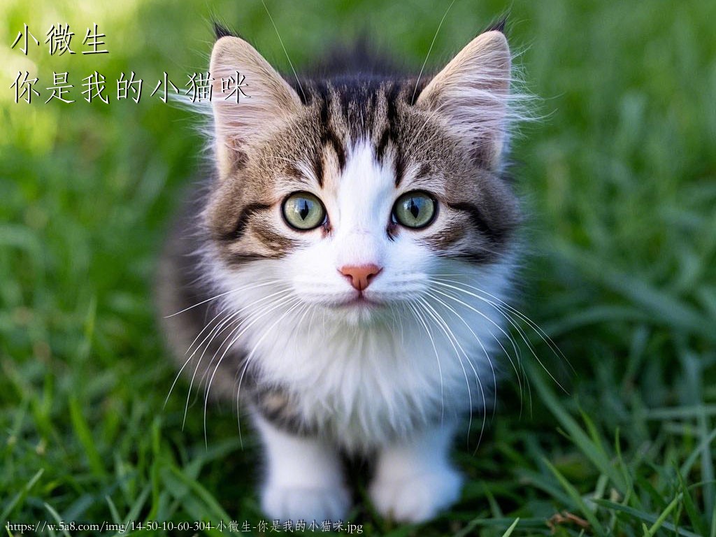 小微生你是我的小猫咪搞笑图片