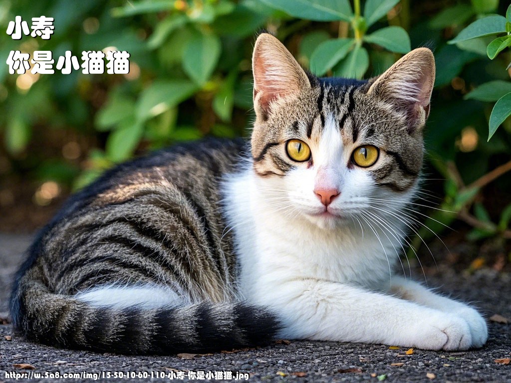 小寿你是小猫猫搞笑图片