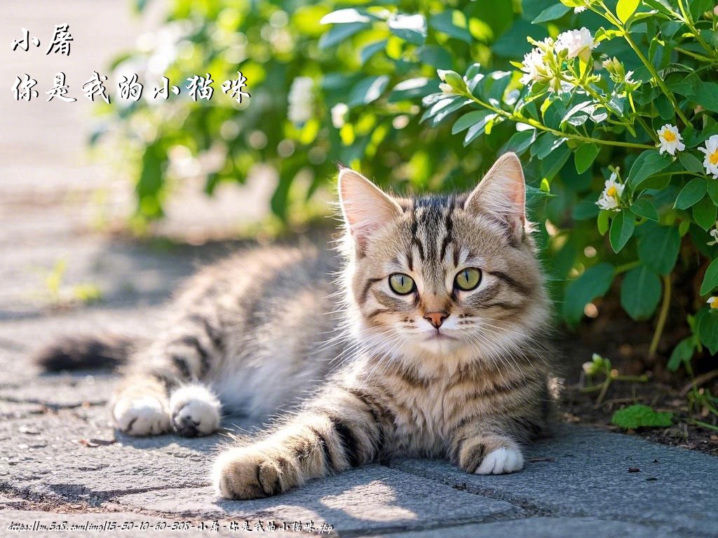 小屠你是我的小猫咪搞笑图片