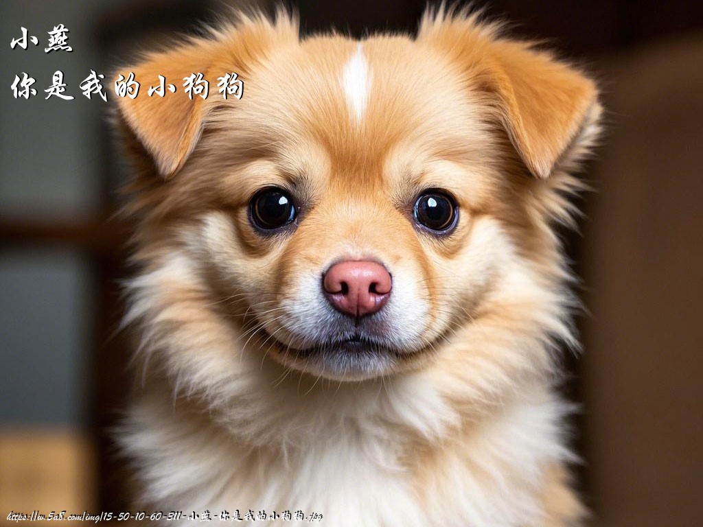 小燕你是我的小狗狗搞笑图片