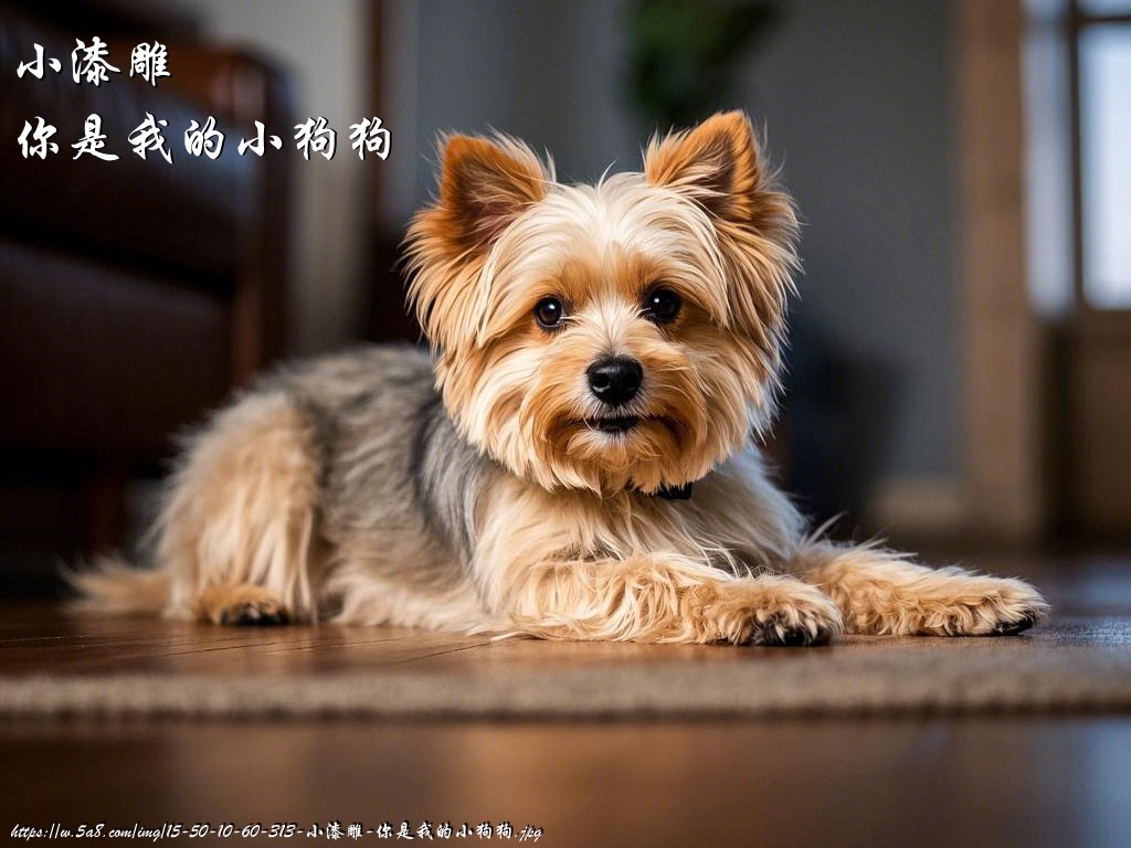 小漆雕你是我的小狗狗搞笑图片