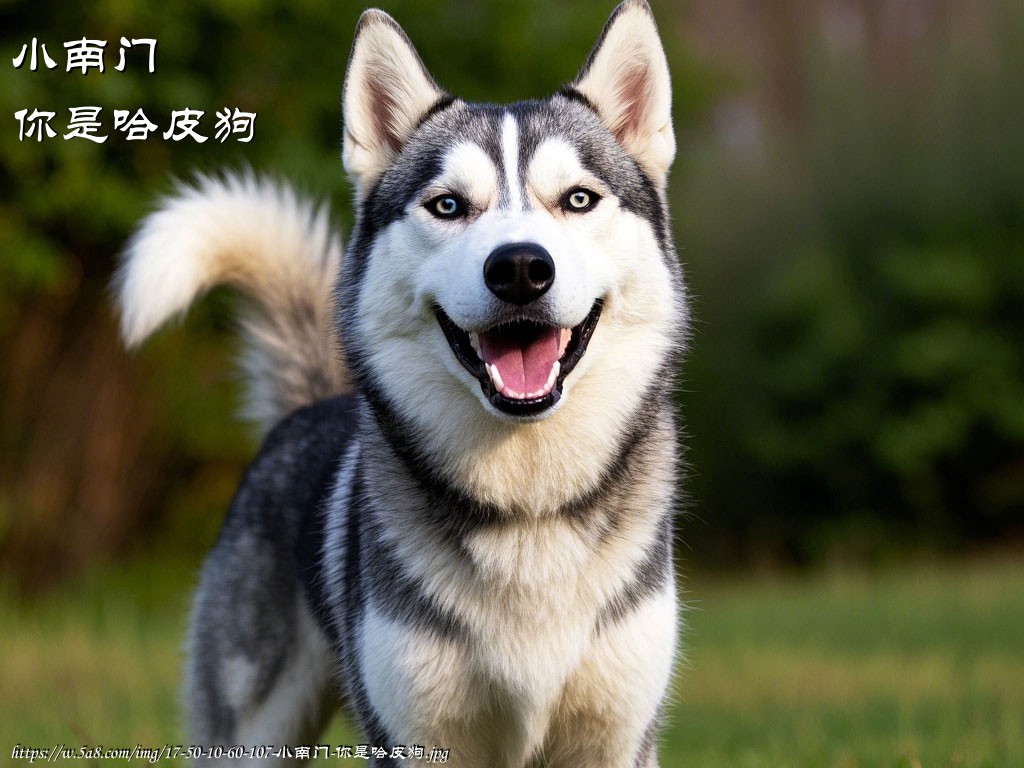 小南门你是哈皮狗搞笑图片