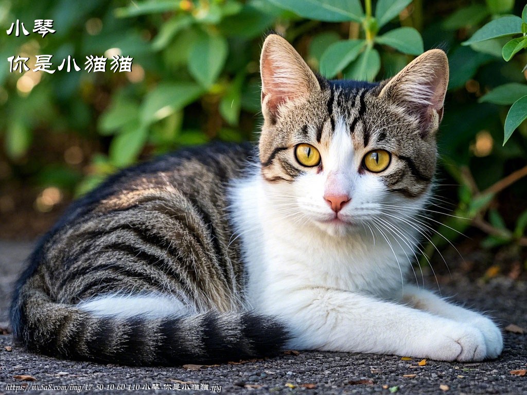 小琴你是小猫猫搞笑图片