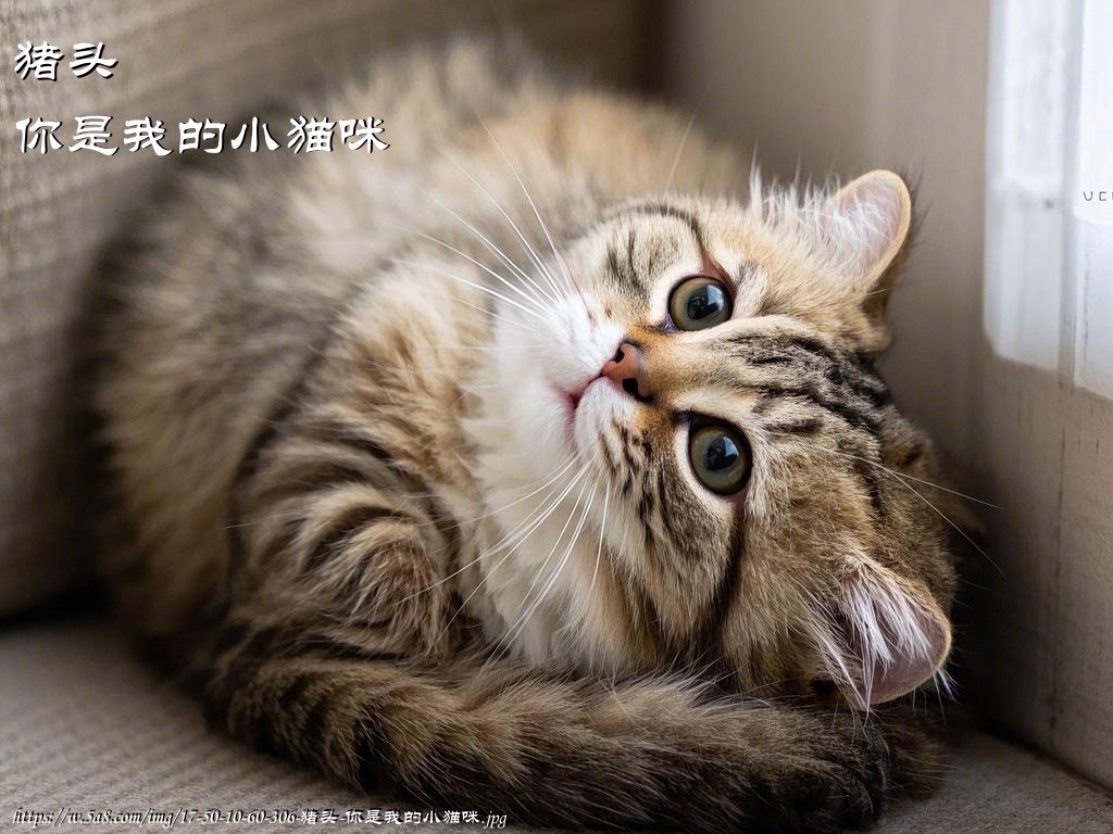 猪头你是我的小猫咪搞笑图片