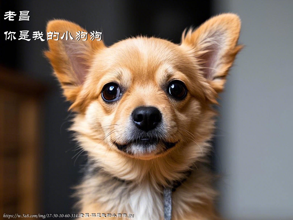 老昌你是我的小狗狗搞笑图片