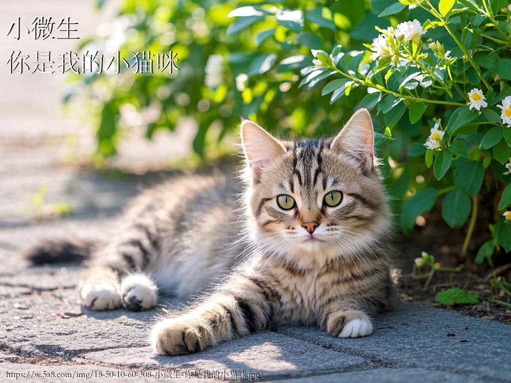 小微生你是我的小猫咪搞笑图片