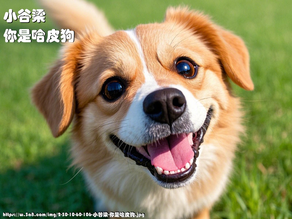 小谷梁你是哈皮狗搞笑图片