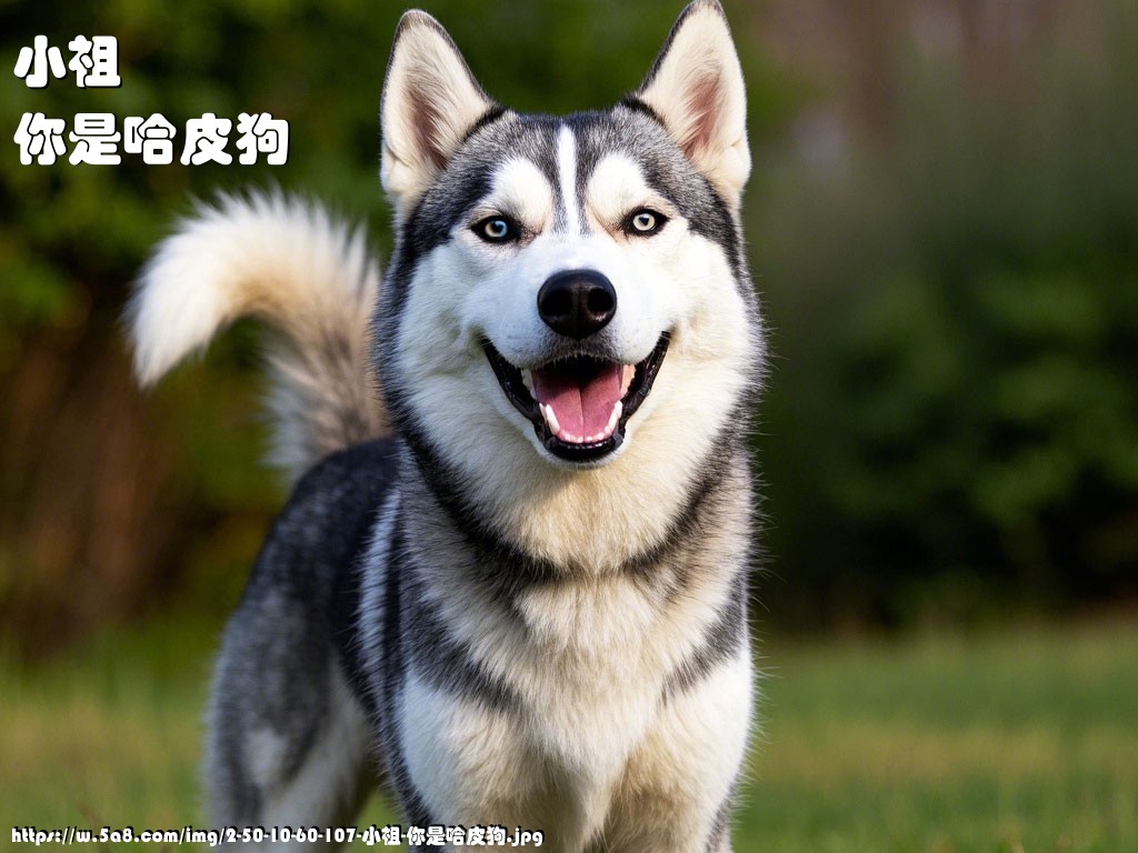小祖你是哈皮狗搞笑图片