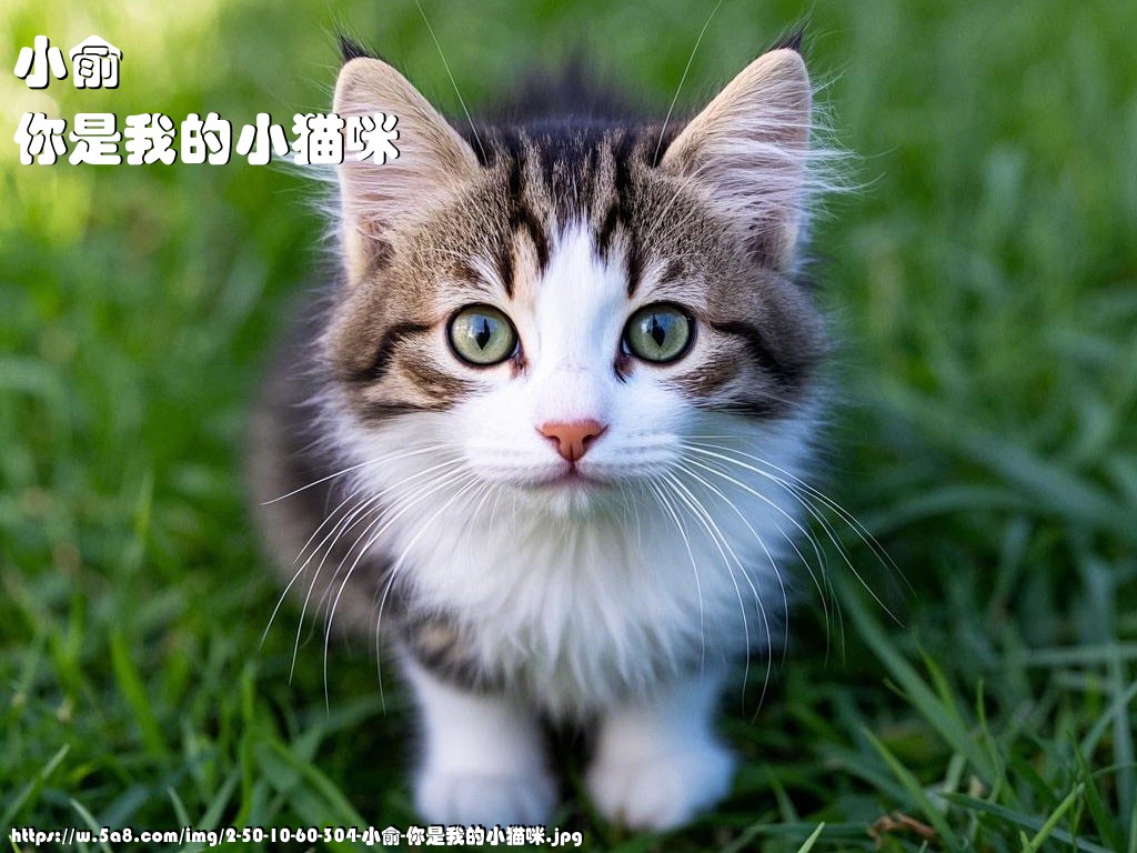 小俞你是我的小猫咪搞笑图片