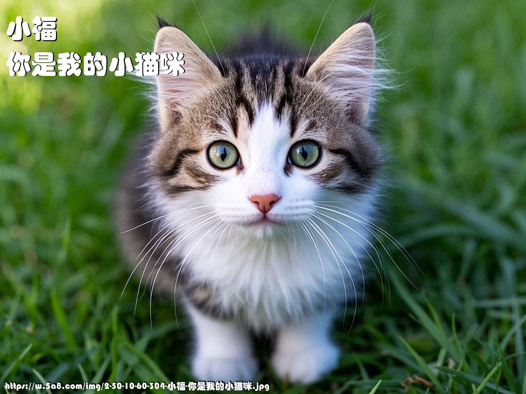 小福你是我的小猫咪搞笑图片