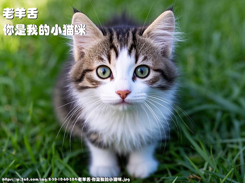 老羊舌你是我的小猫咪搞笑图片