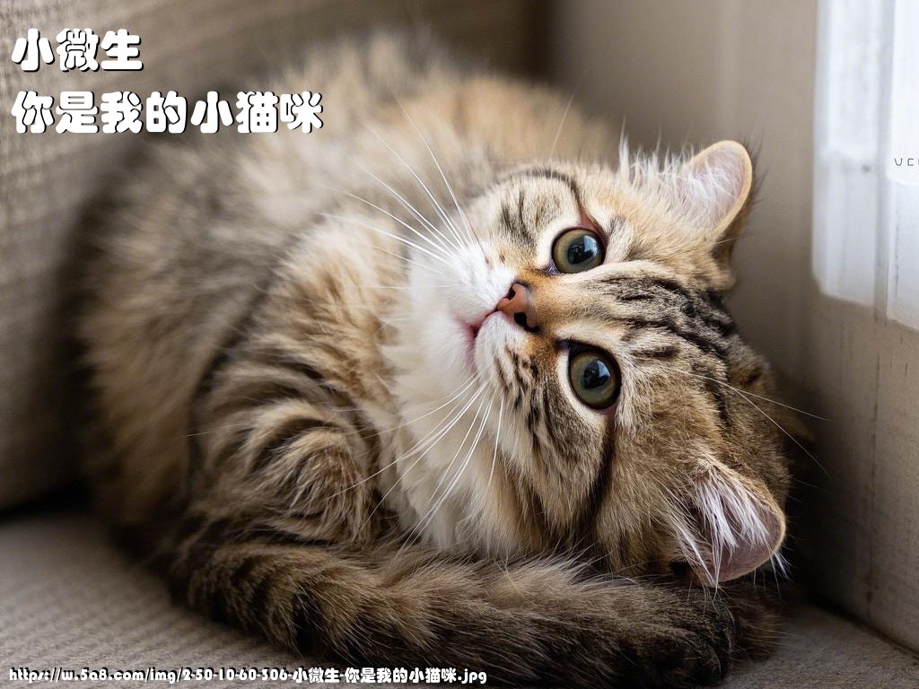 小微生你是我的小猫咪搞笑图片