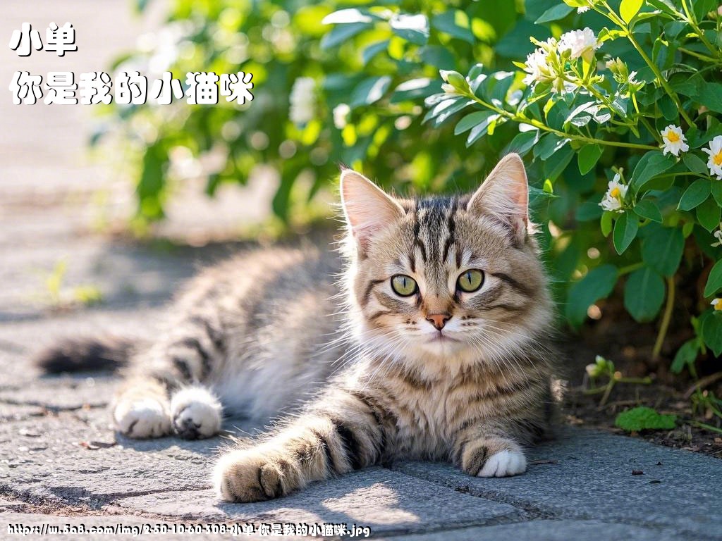 小单你是我的小猫咪搞笑图片