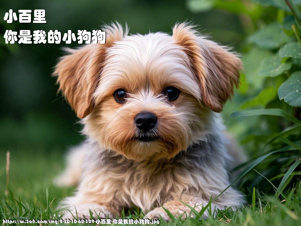 小百里你是我的小狗狗搞笑图片