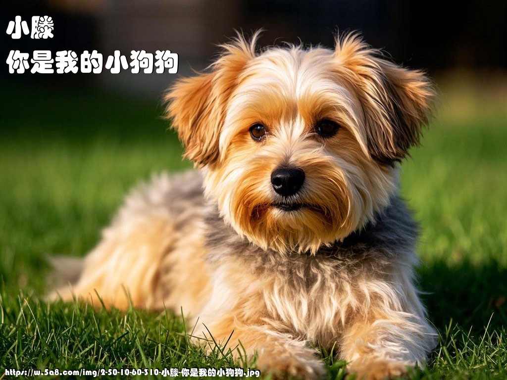 小滕你是我的小狗狗搞笑图片