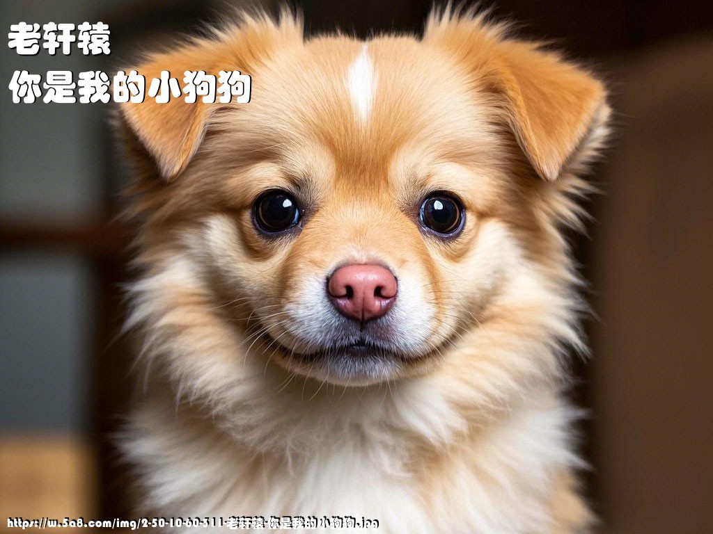 老轩辕你是我的小狗狗搞笑图片