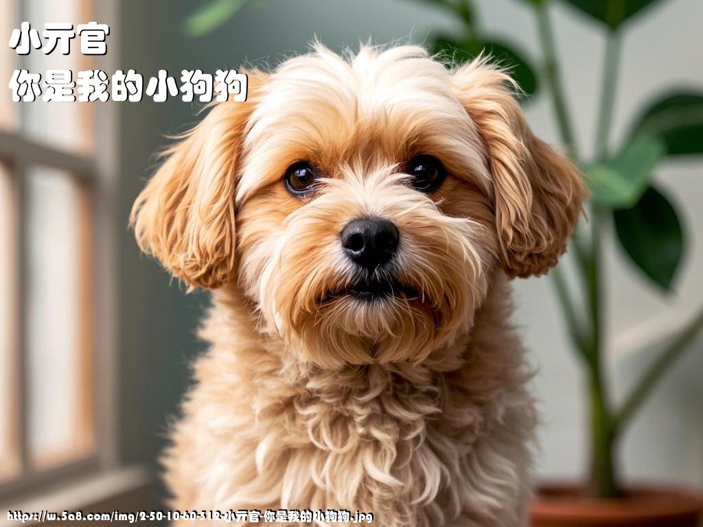 小亓官你是我的小狗狗搞笑图片