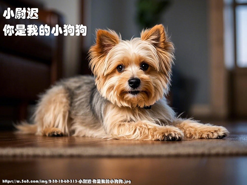 小尉迟你是我的小狗狗搞笑图片