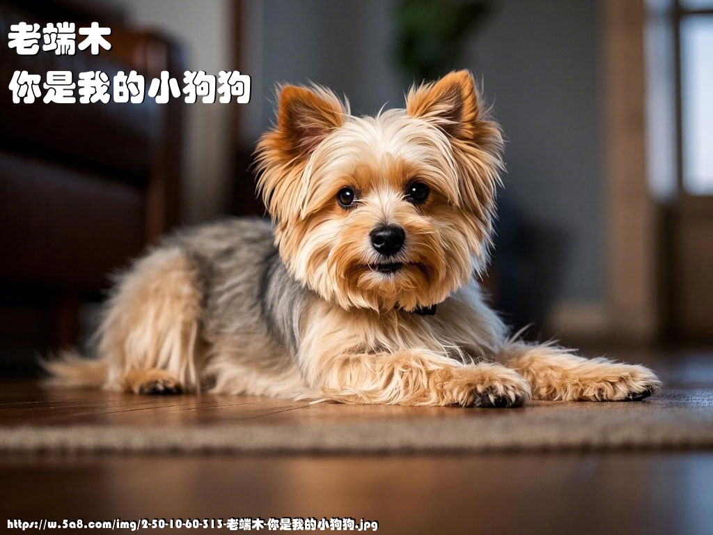 老端木你是我的小狗狗搞笑图片