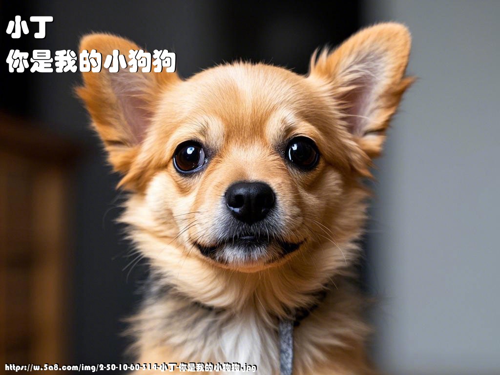 小丁你是我的小狗狗搞笑图片