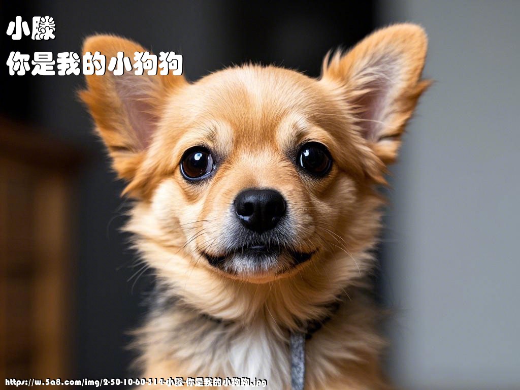 小滕你是我的小狗狗搞笑图片