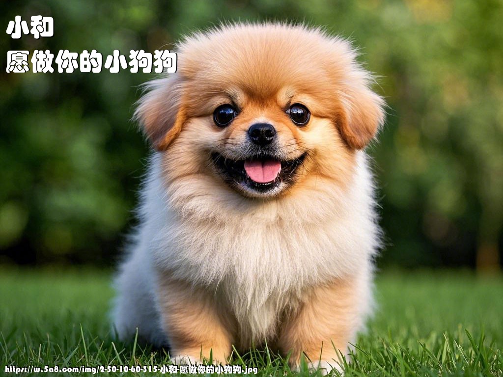 小和愿做你的小狗狗搞笑图片