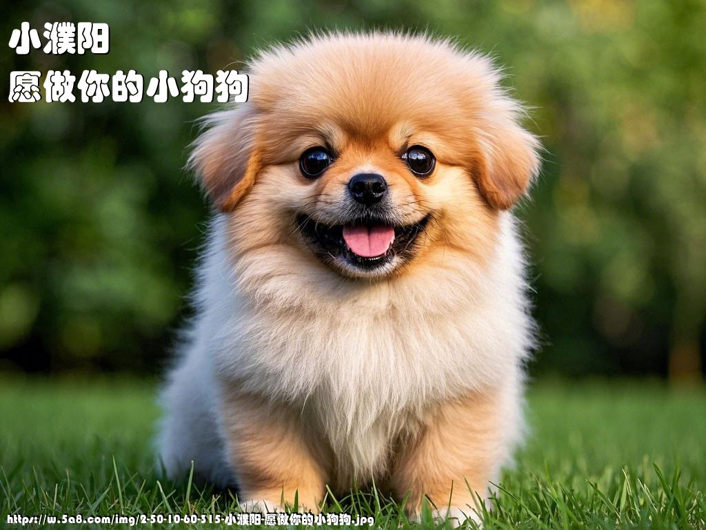 小濮阳愿做你的小狗狗搞笑图片