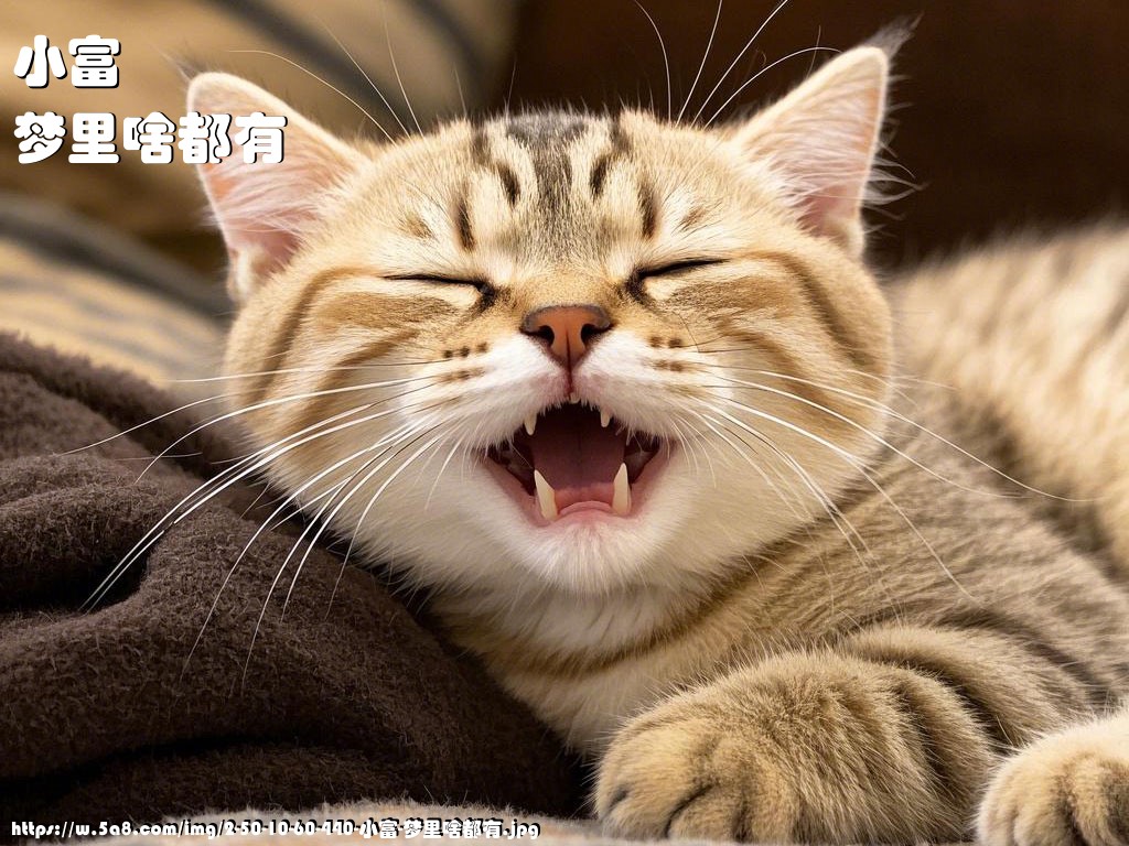 小富梦里啥都有搞笑图片