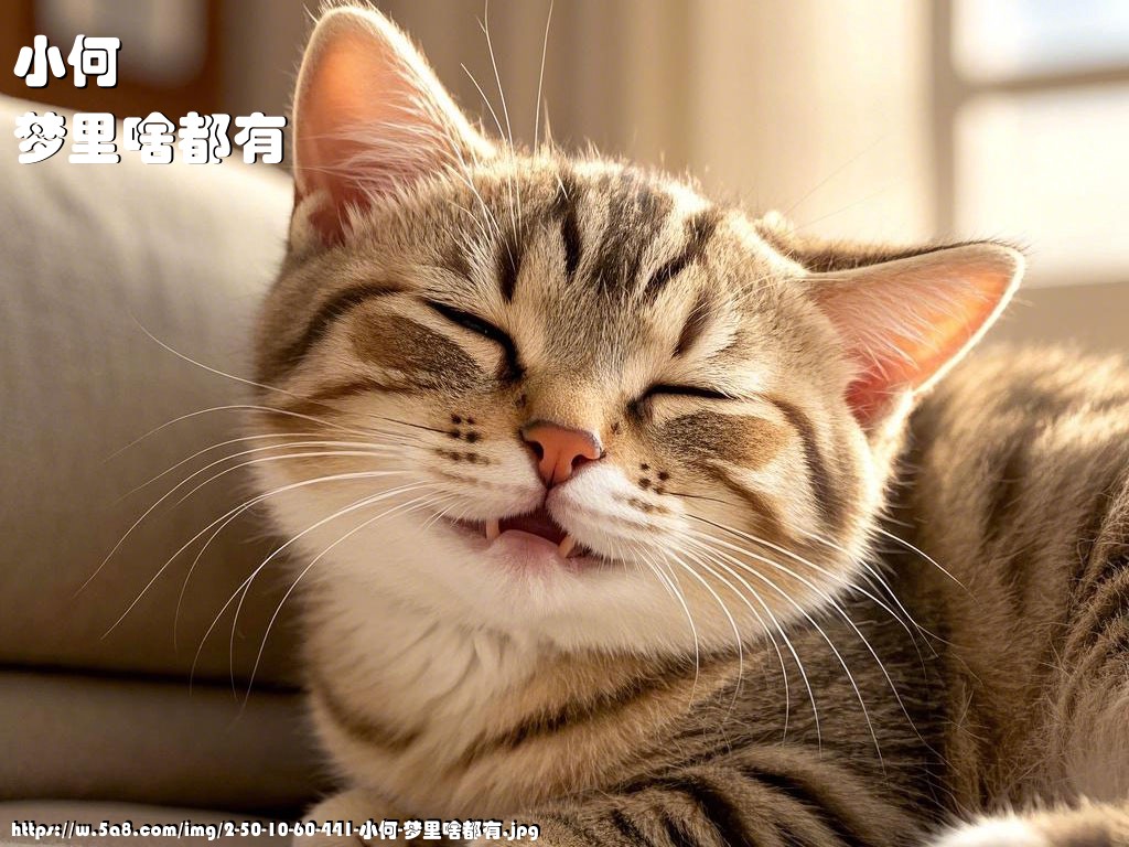 小何梦里啥都有搞笑图片