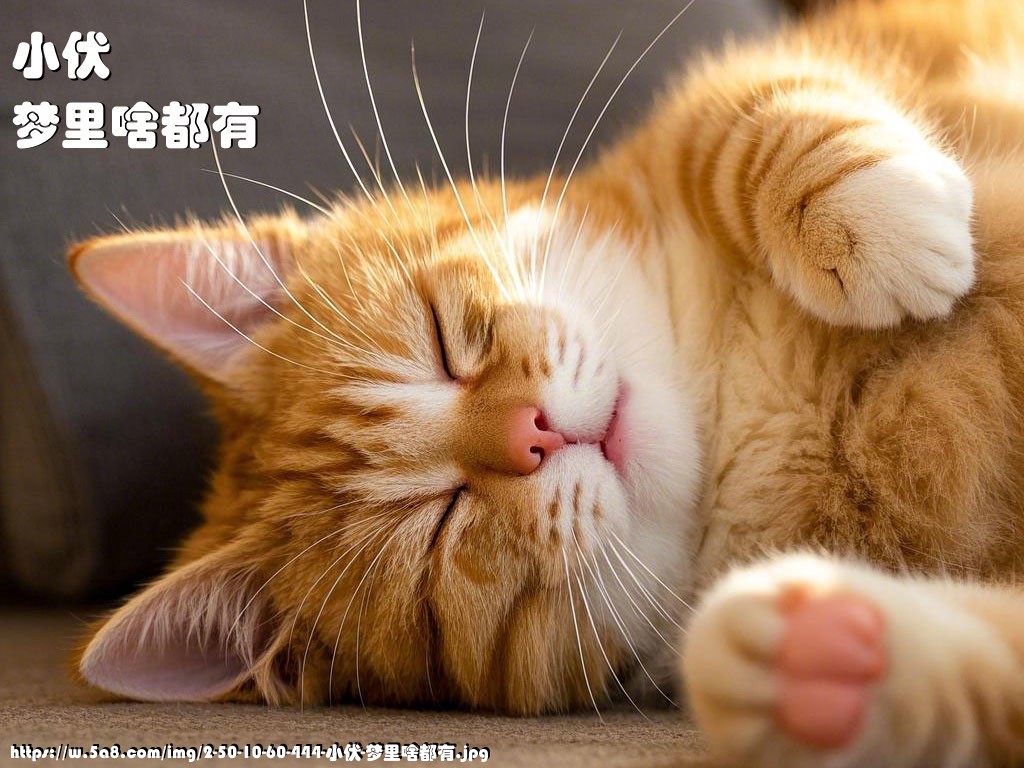 小伏梦里啥都有搞笑图片