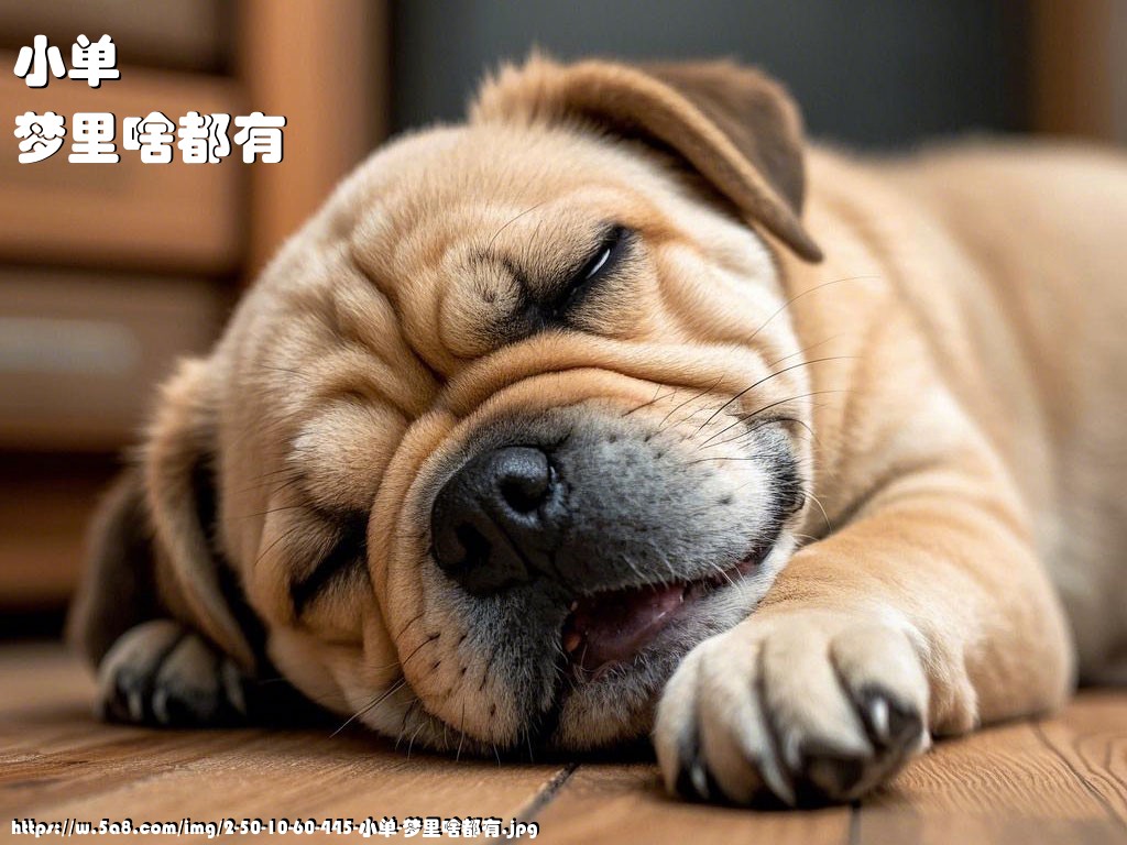 小单梦里啥都有搞笑图片