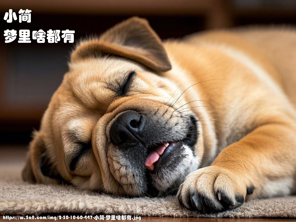 小简梦里啥都有搞笑图片
